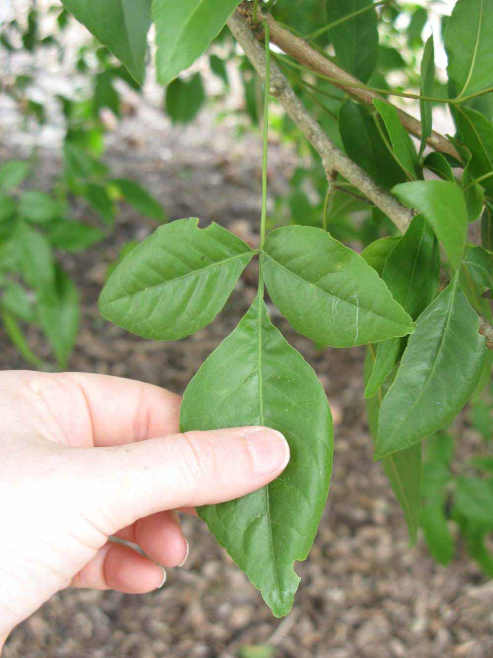              Trifoliolate leaf (Winter Haven, FL)       